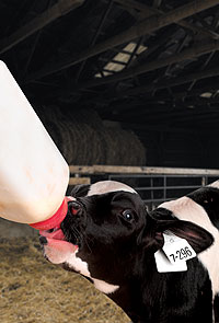 calf feeding