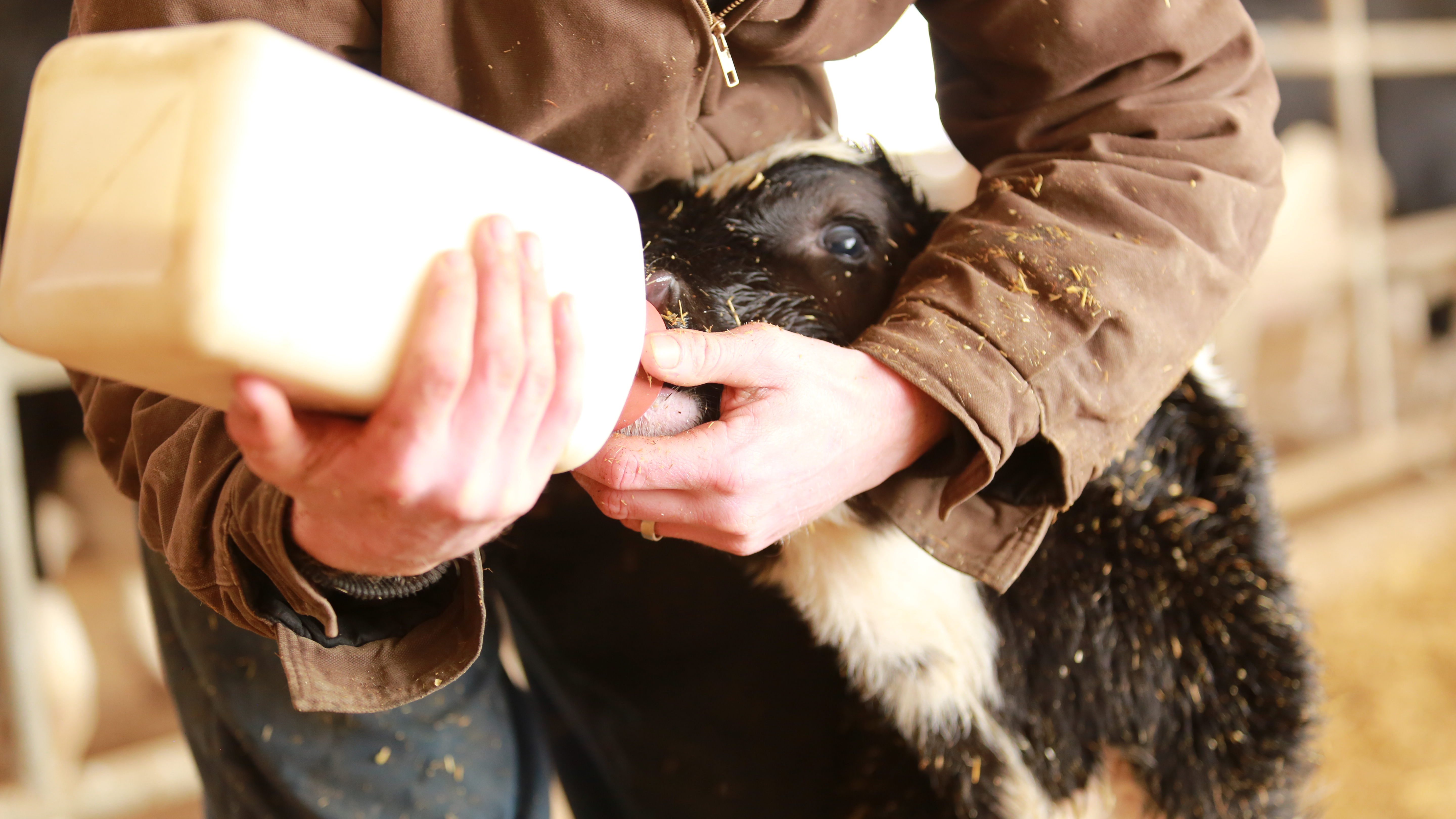 colostrum