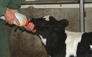 feeding colostrum