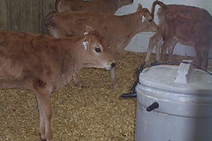 jersey on acidified milk
