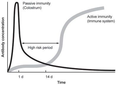 immune system
