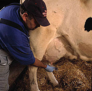 washing udder