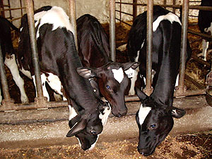 Bovine respiratory disease