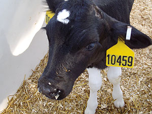 Bovine respiratory disease