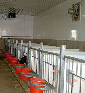 calf pen