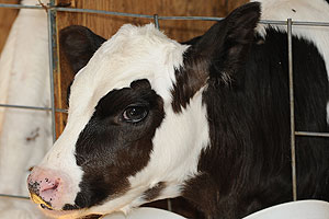 healthy calf
