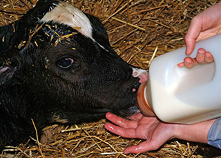 Newborn Calf