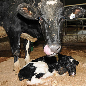 Animal Welfare