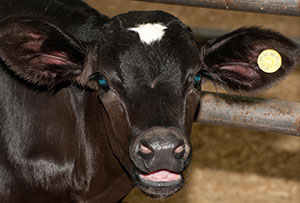 black-calf-with-tag