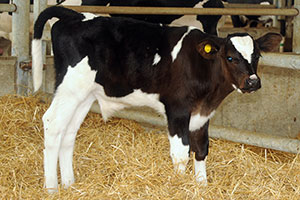 healthy-calf