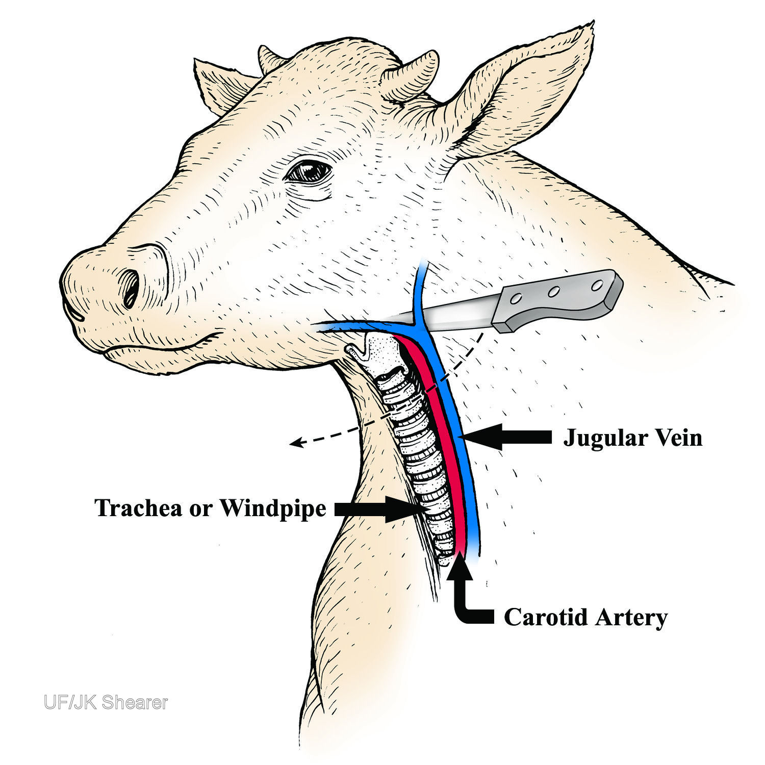 Exsanguination by severing the jugular vein, carotid artery, and windpipe. Reprinted with permission: J.K. Shearer and A. Ramirez, College of Veterinary Medicine, Iowa State University www.vetmed.iastate.edu/HumaneEuthanasia (2013)