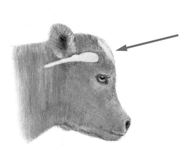 calf-si