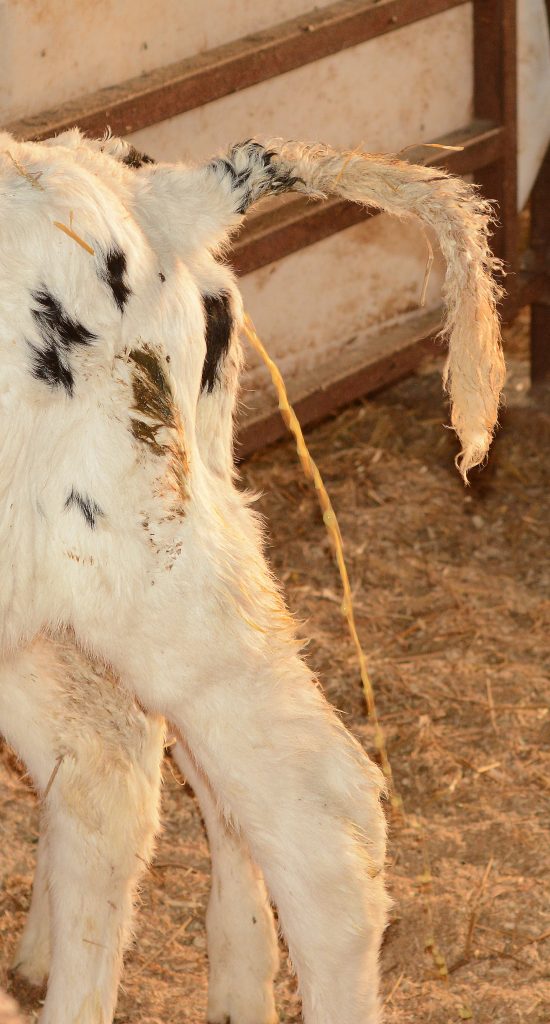 Managing diarrhea outbreaks in young calves - CalfCare.ca