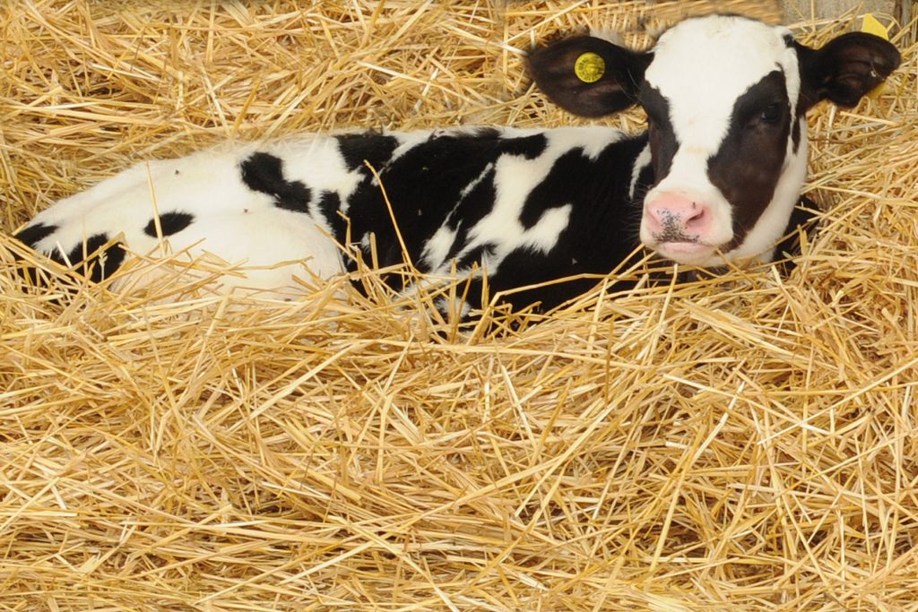 calf health