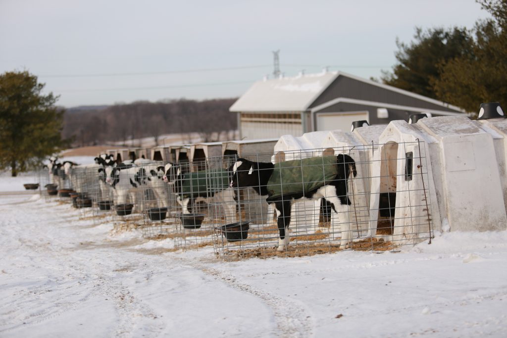 Calving in the cold weather