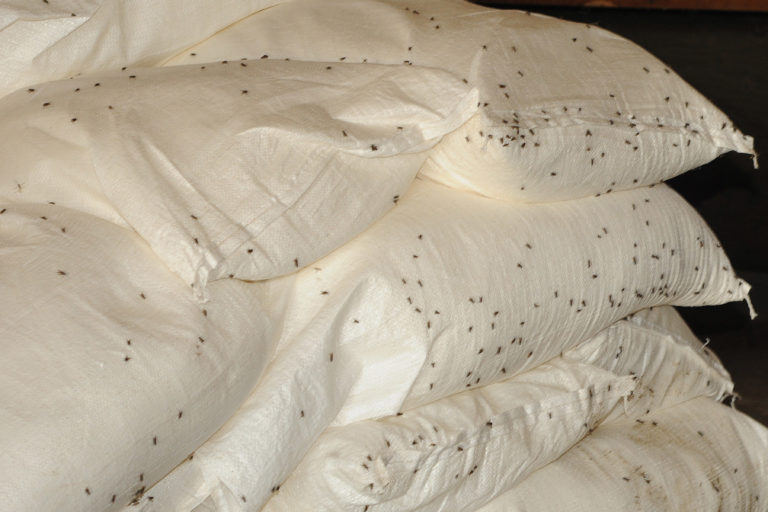 How To Keep Flies Off Calves Hunter Hima1983