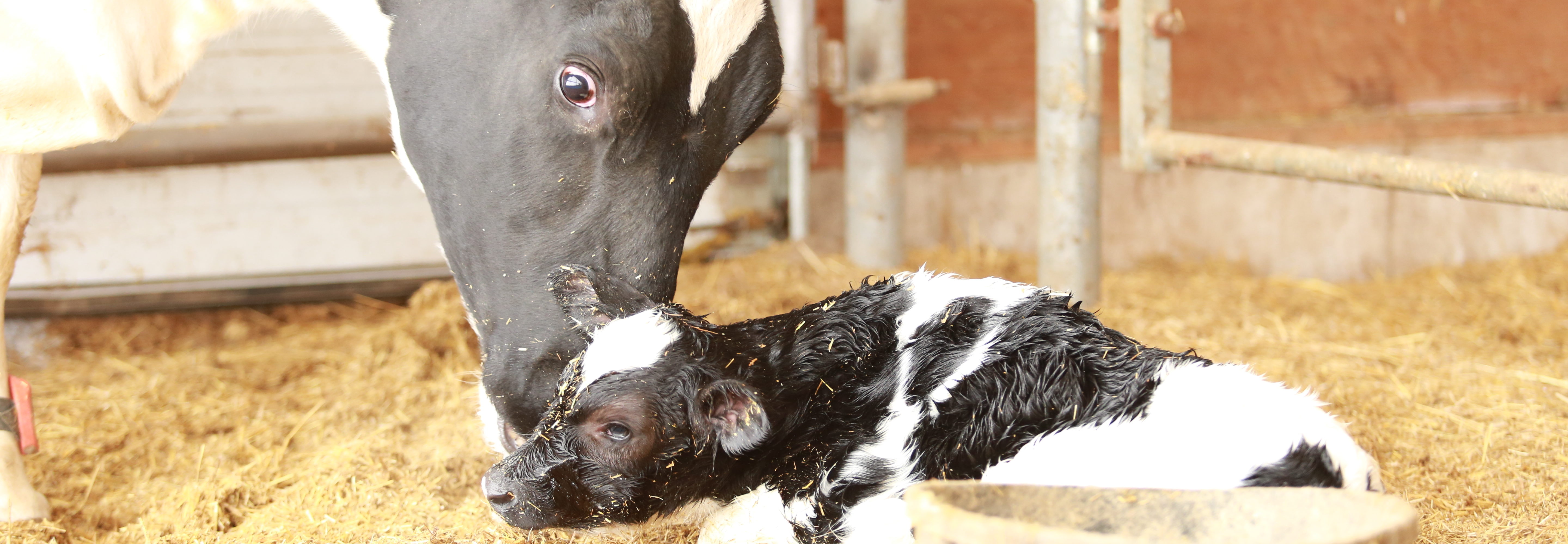 Cow And Newborn Care - CalfCare.ca