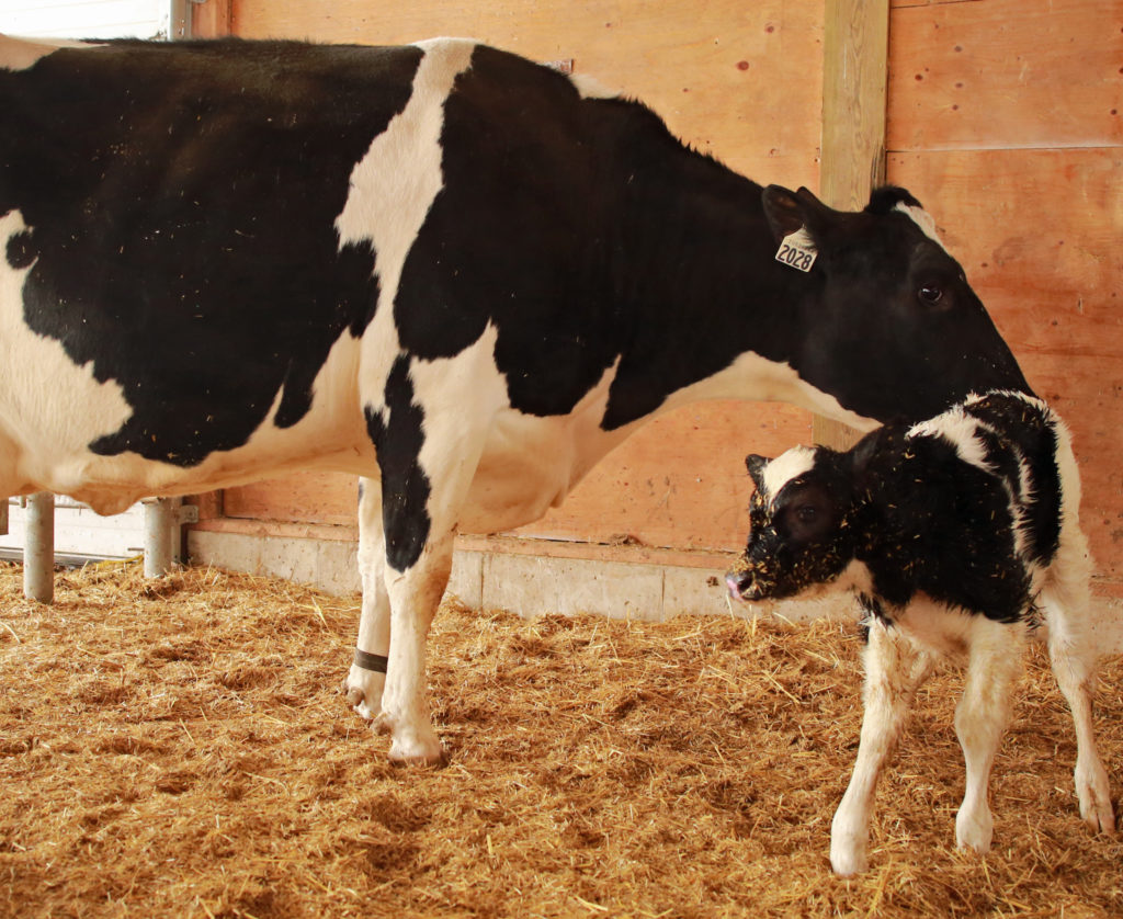Dry cow Management - CalfCare.ca