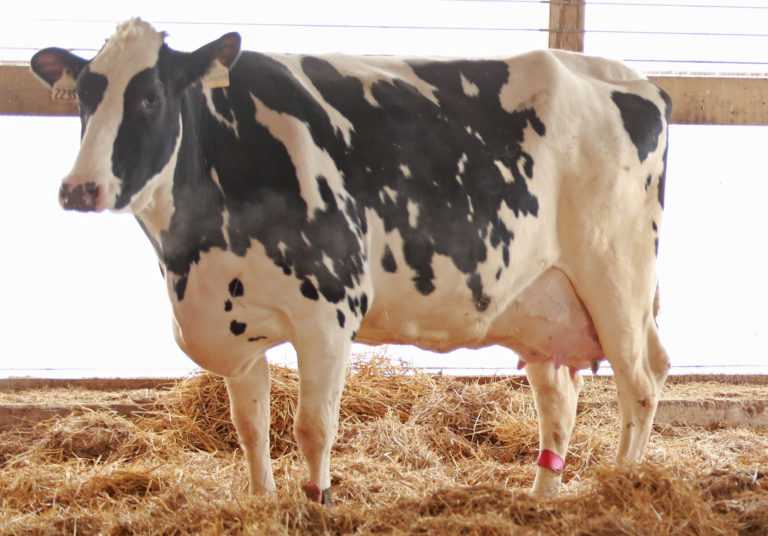 Dry cow Management CalfCare.ca