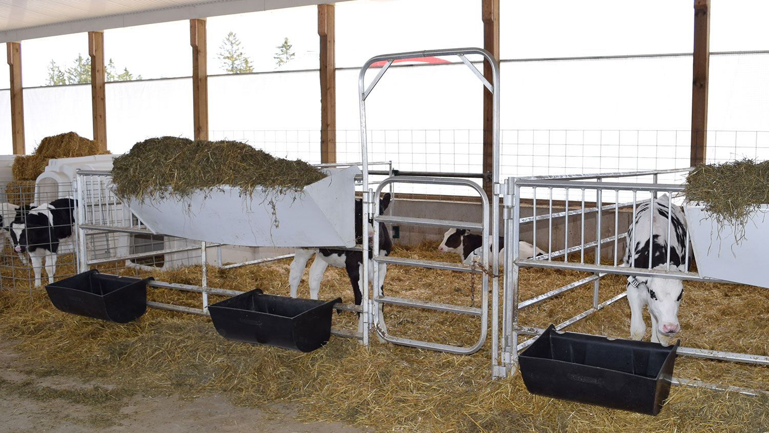 Weaning CalfCare.ca