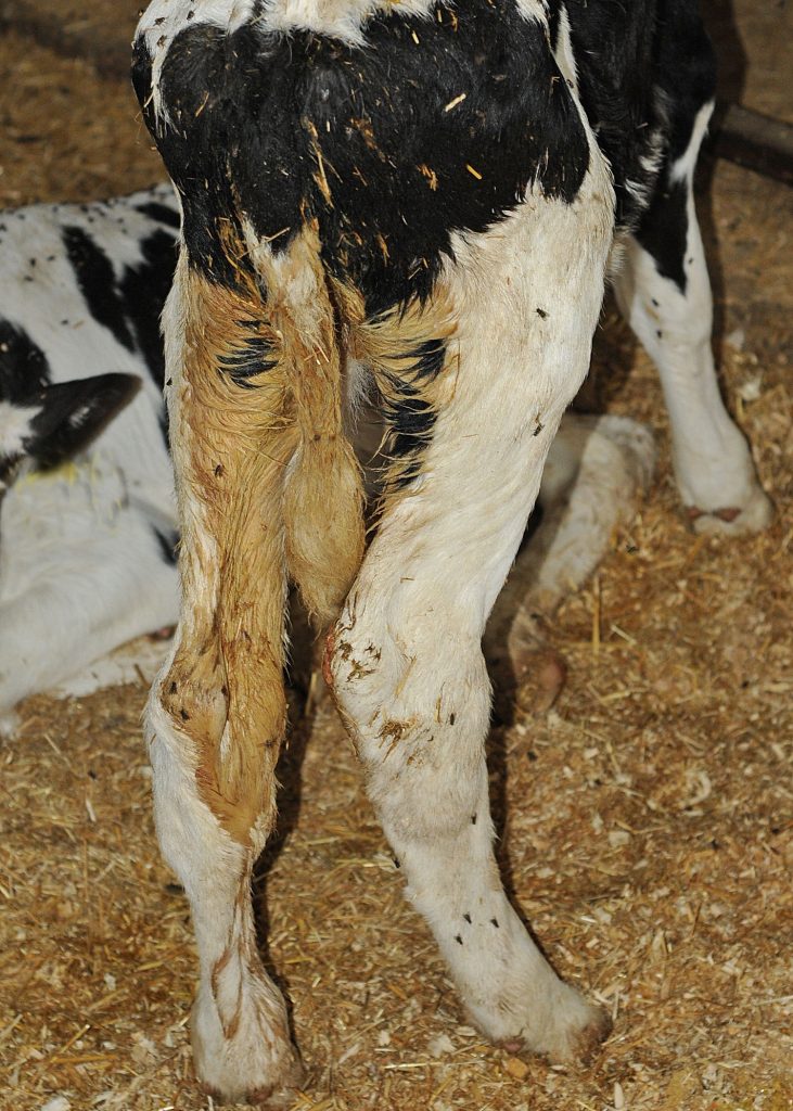 crypto in holstein calves