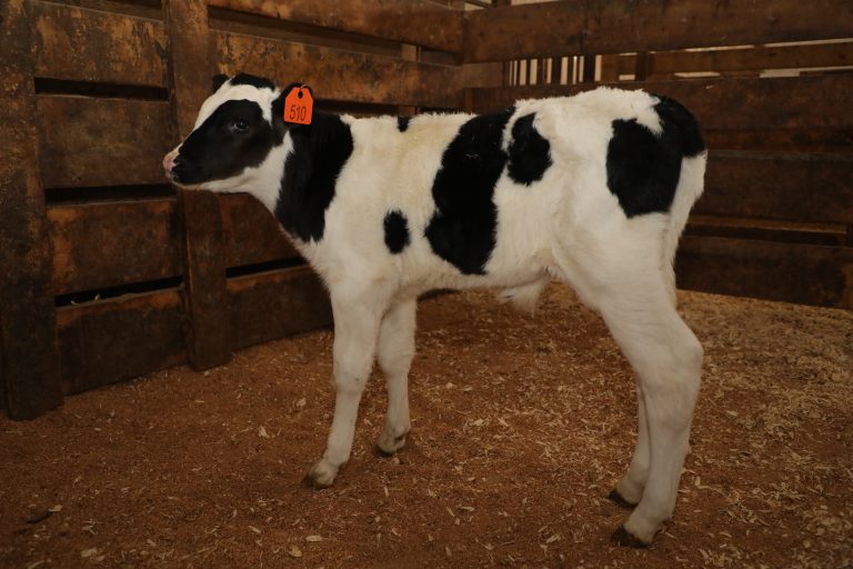 Back to basics calf care What do I look for when buying male dairy