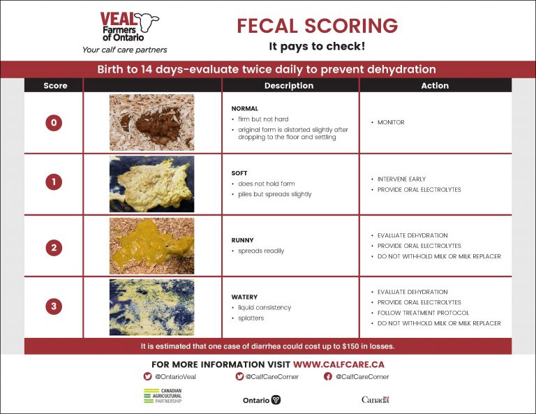 Fecal scoring - CalfCare.ca