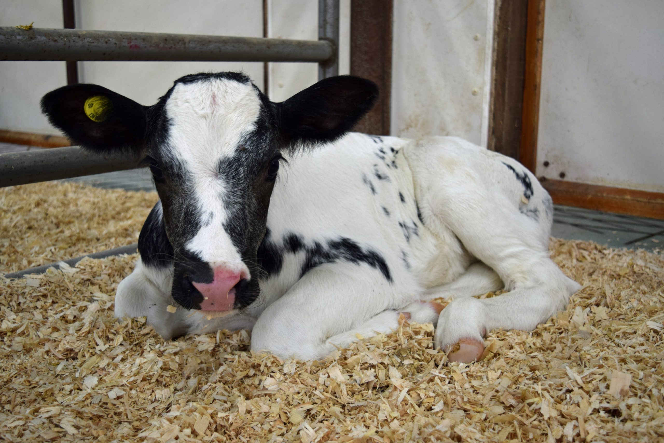 Back to basics calf care: Why good bedding is so important 