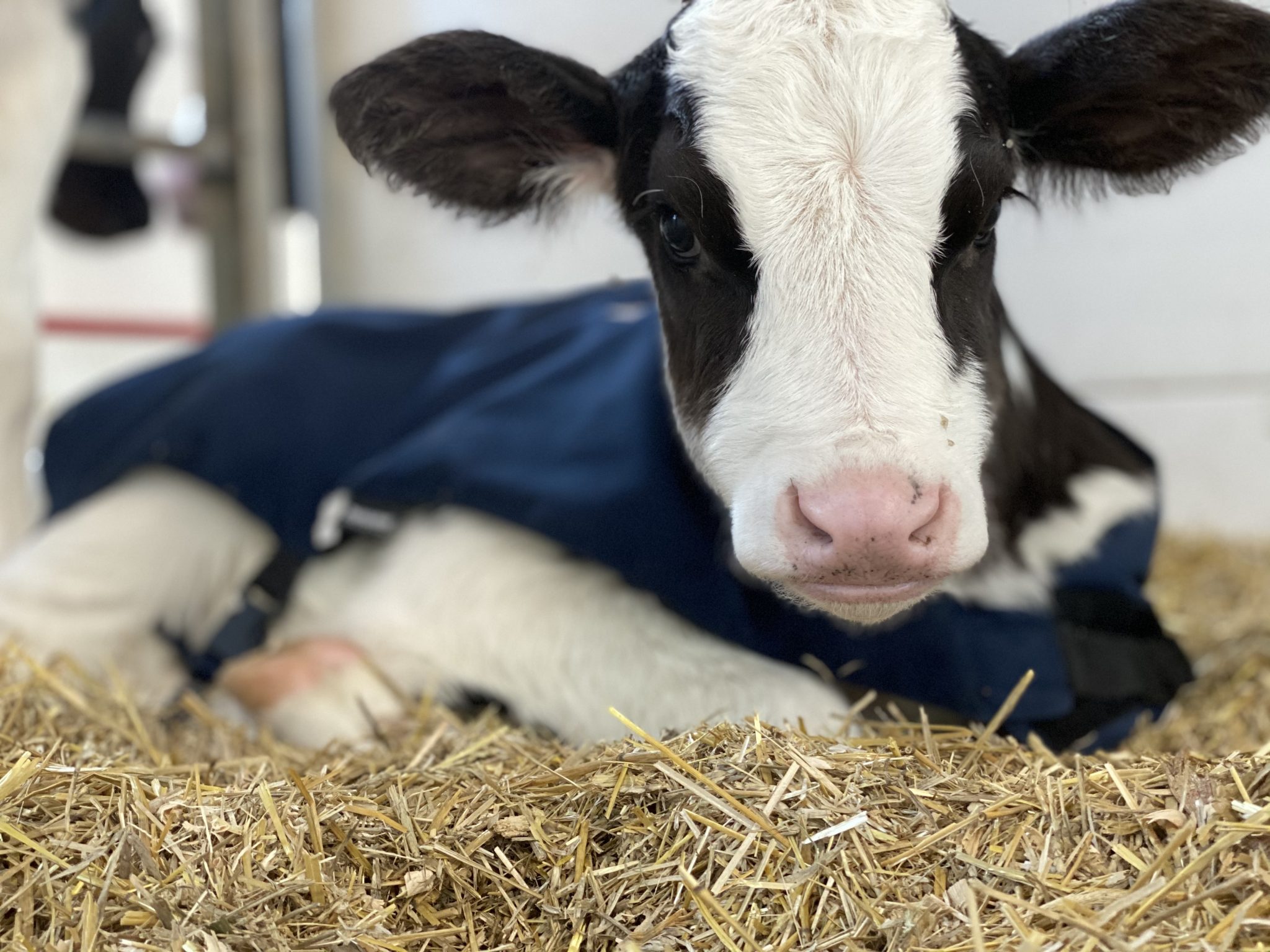 Back to basics calf care Why good bedding is so important CalfCare.ca