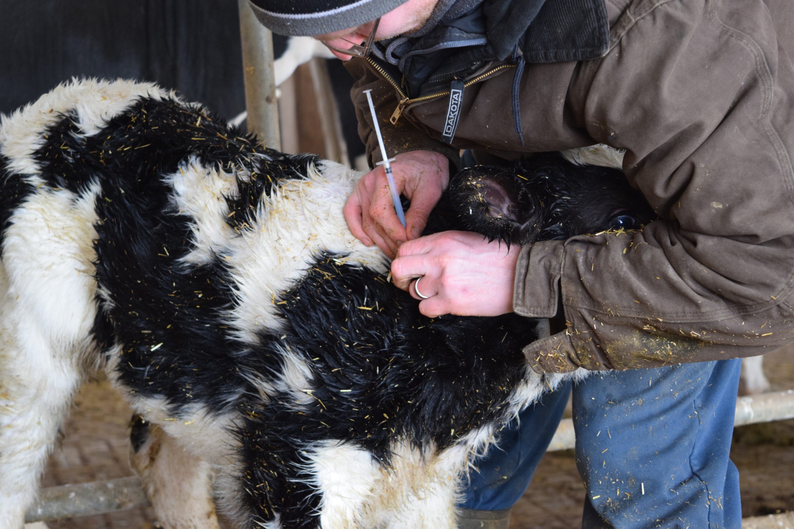 Back to basics calf care: Vitamins and minerals matter when it comes to  calf health 