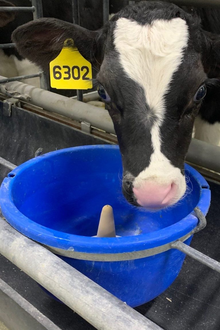 Colostrum therapy for diarrhea in preweaned calves CalfCare.ca